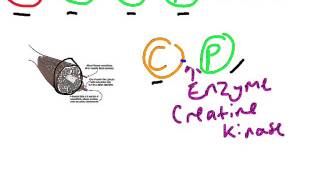 Creatine Phosphate System [upl. by Asilef89]