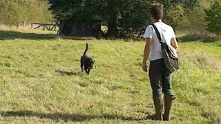 Gundog training Heel and Recall [upl. by Hilaire]