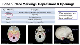 MSK Skeletal System Basics  Bone Surface Markings [upl. by Asoramla]