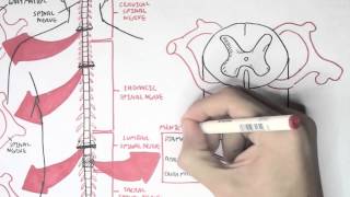 Neurology  Spinal Cord Introduction [upl. by Anoel]