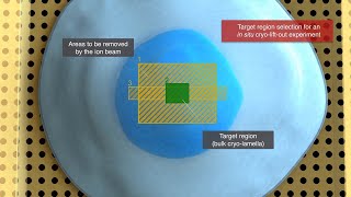 Preparation of cells for cryoelectron tomography [upl. by Kcirdahs]