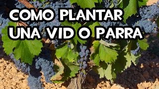 Cómo plantar una Vid o Parra  Huerto Organico [upl. by Inami698]