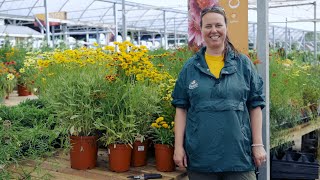 PETITTI Coreopsis  Grow Tickseed for Deer Resistance Cut Flowers amp Pollinators [upl. by Aileme]