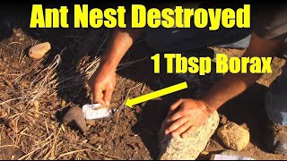 How to Destroy an Ant Nest with Borax [upl. by Azyl794]