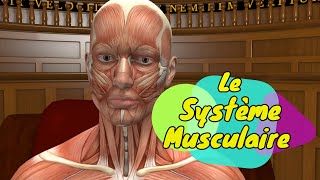 Physiologie humaine Le Système Musculaire  The Muscular System [upl. by Tan]