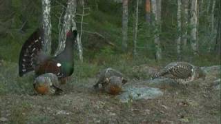 Capercaillie display in Mykland Norway 2010 [upl. by Ilonka696]