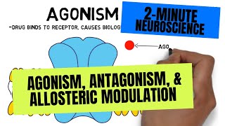 2Minute Neuroscience Agonism Antagonism amp Allosteric Modulation [upl. by Suzie553]