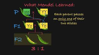 Mendels P F1 and F2 Generations Explained [upl. by Berty]