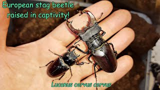 The European stag beetle raised at home Lucanus cervus cervus [upl. by Agnizn]