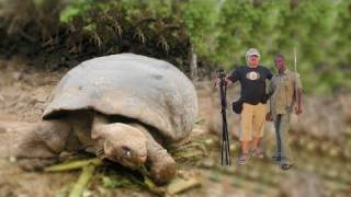 BIGGEST TORTOISE IN THE WORLD [upl. by Eilrahc]