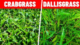 How to Kill Crabgrass and Dallisgrass in the Lawn [upl. by Tilford]