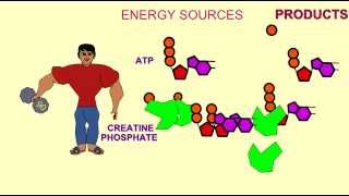 ENERGY SOURCES FOR MUSCLE ATP CREATINE PHOSPHATE [upl. by Nikkie614]