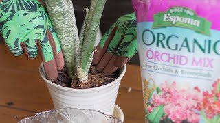 How to Repot Bromeliads — Ep 063 [upl. by Trimble]