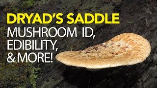 Foraging For Dryads Saddle  Pheasant Back Mushroom [upl. by Alexander]