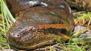 Anaconda Snake Facts and Information [upl. by Cha]