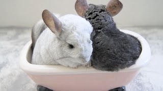 Chinchilla Dust Bath Heaven [upl. by Arednaxela]