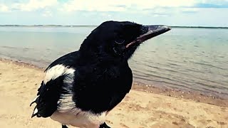 Saving a baby Magpie [upl. by Anerbas]