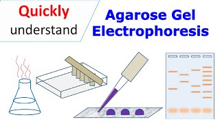 Agarose gel electrophoresis [upl. by Jaquelyn]