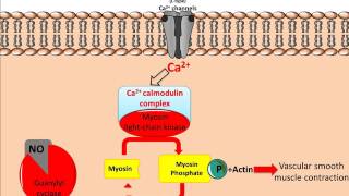 Mechanism of Glyceryl Trinitrate GTN [upl. by Ydissac]