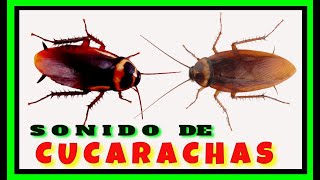 🔴 Sonido de las CUCARACHAS Las CUCARACHAS Hacen RuidoCockroach SoundCockroach Sound Effect [upl. by Helbonnah]