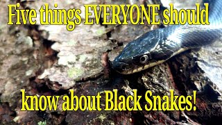 Five things everyone should know about Black Snakes Panterophis alleghaniensis Black Rat Snake [upl. by Melody]