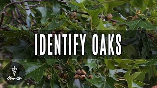 How To Identify Oak Trees [upl. by Mott704]