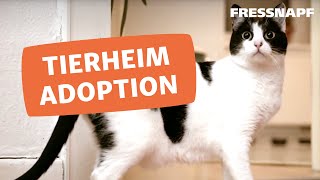 Eine Katze aus dem Tierschutz adoptieren [upl. by Der]