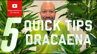 5 Quick tips Dracaena [upl. by Llirret]