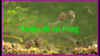 Tadpoles The Big Little Migration [upl. by Fan]