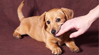 How To Stop a Puppy From Biting in 6 Easy Steps [upl. by Rothstein]