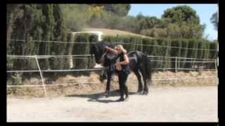 The Beautiful Friesian Horse Part 1 [upl. by Noirrad]