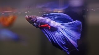 HOW TO Care for Betta Fish [upl. by Lejna]