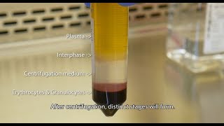 Isolate PBMCs with Lymphopure™ [upl. by Lebisor]