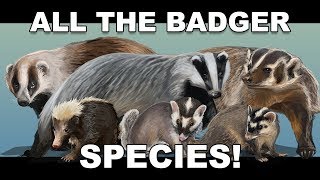 All the Badger species [upl. by Gyimah]