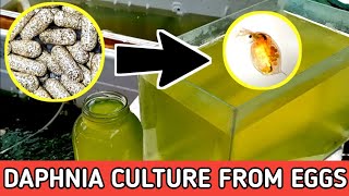 HOW TO HATCH DAPHNIA EGGS  HOW TO CULTURE DAPHNIA [upl. by Aloisia]