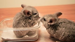 Baby Chinchilla Dust Bath Debut [upl. by Marji]