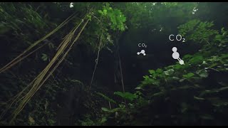 IOTA Distributed Ledger Technology in Protecting our Rainforests [upl. by Cassandre603]