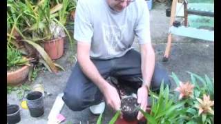 Bromeliads Online  How to plant pups [upl. by Atiras]