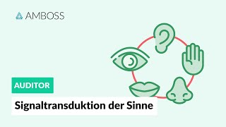 Signaltransduktion der fünf Sinne  AMBOSS Auditor [upl. by Dj513]