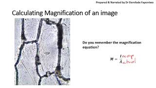 Chapter 12 Measuring Cells in Microscopy [upl. by Latnahc]