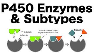 P450 Enzyme System Inducers Inhibitors amp Subtypes [upl. by Reinar301]