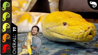 Reticulated Python The Best Pet Snake [upl. by Ainimreh]