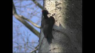 Spillkråka  Dryocopus martius  Black Woodpecker  ljudsound [upl. by Notsek217]