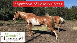 Symptoms Of Colic In Horses  Versatile Horsemanship [upl. by Airla]