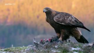 Das Leben des Königs der Berge  Steinadler Doku [upl. by Ynna]