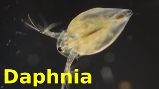 Daphnia [upl. by Metzgar571]