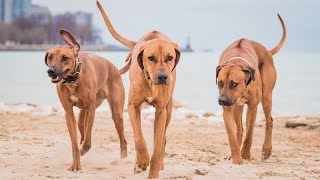 What Does A Rhodesian Ridgeback Look Like [upl. by Nytram]