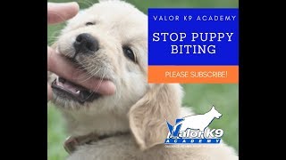 How to STOP puppy biting NOW  Boise Idaho Puppy Training [upl. by Adnorehs]