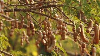 Awesome Tamarind Cultivation Technology  Tamarind farm and harvest  Tamarind Processing [upl. by Spears2]