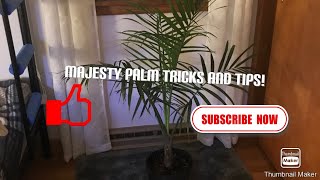 Majesty Palm Ravenea Rivularis Tips and tricks [upl. by Codel]